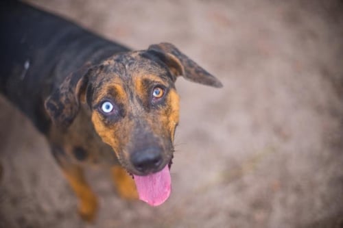 NEVAEH - Catahoula Leopard Dog available for adoption