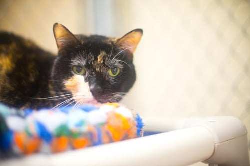 MISTY - Domestic Short Hair available for adoption
