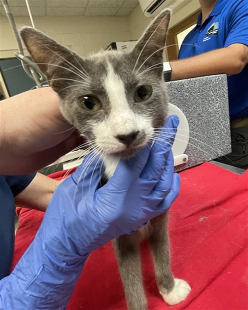 A667596 - Domestic Short Hair available for adoption