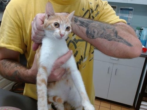 ANA - Domestic Short Hair available for adoption