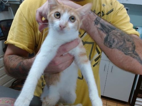 LEAH - Domestic Short Hair available for adoption