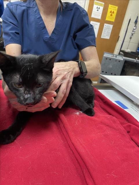 A667593 - Domestic Short Hair available for adoption