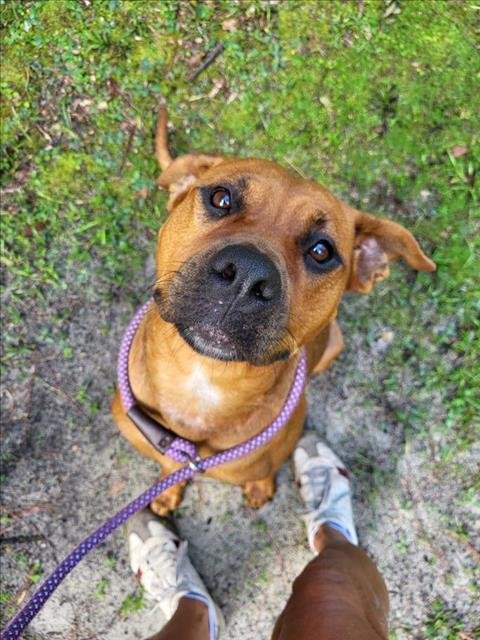 PUMPKIN SPICE - Rhodesian Ridgeback available for adoption