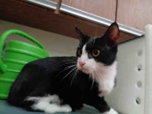 MUNECA - Domestic Short Hair available for adoption