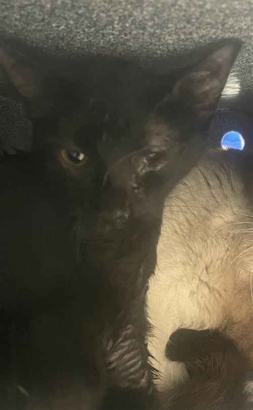 A667599 - Domestic Short Hair available for adoption