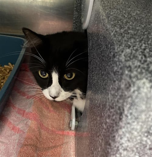 MEREDITH - Manx available for adoption
