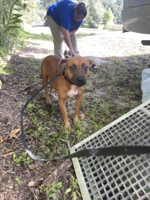 CHUCKY - Black Mouth Cur available for adoption