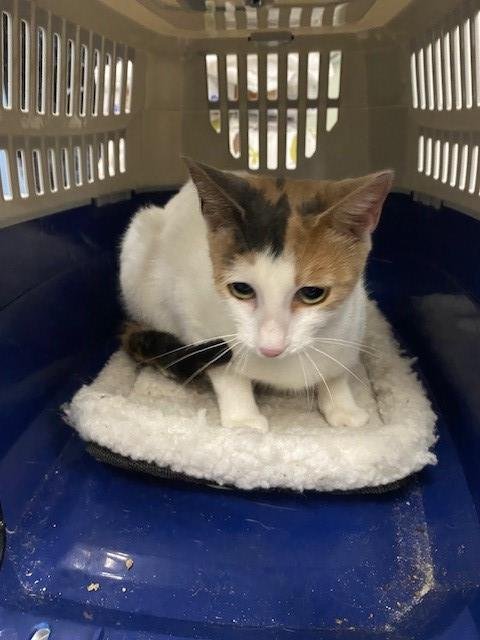 CLARICE - Domestic Short Hair available for adoption