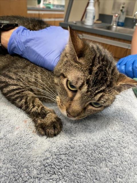 MARS BAR - Domestic Short Hair available for adoption