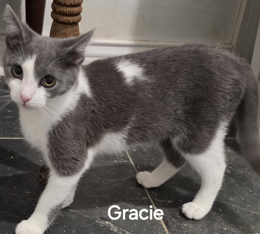 Gracie Image