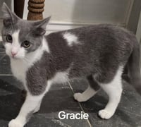 Gracie - Photo 1