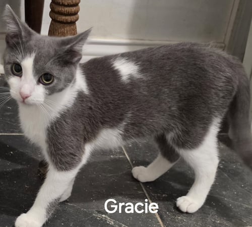 GRACIE - Domestic Short Hair for adoption in Lexington