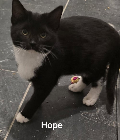 HOPE - Domestic Short Hair for adoption in Lexington