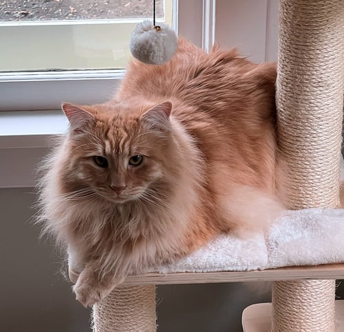 LASH #2017 - OFFERED BY OWNER - BIG & FLOOFY - Tabby / Domestic Long Hair available for adoption
