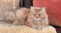 LASH #2017 - Offered by Owner - Big & Floofy - Photo 2
