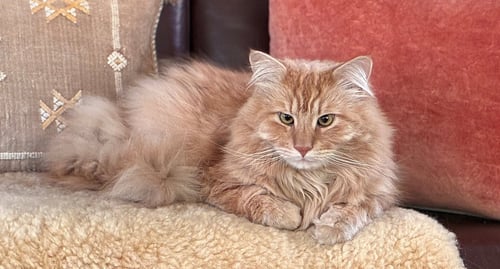 LASH #2017 - OFFERED BY OWNER - BIG & FLOOFY - Tabby / Domestic Long Hair available for adoption