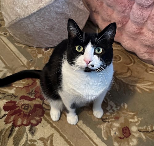 MONROE -#1873 - OFFERED BY OWNER- B & W BEAUTY - Tuxedo / Domestic Short Hair available for adoption