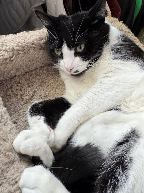 MONROE -#1873 - OFFERED BY OWNER- B & W BEAUTY - Tuxedo / Domestic Short Hair available for adoption