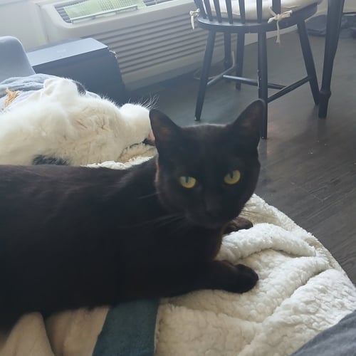 NEZUMI #1904 - OFFERED BY OWNER - Domestic Short Hair available for adoption