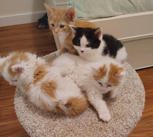 SMUDGE SWEETEST BABY GIRL - Domestic Medium Hair for adoption in Beaverton