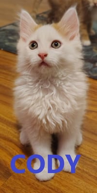 Smudge sweetest baby girl - Photo 2