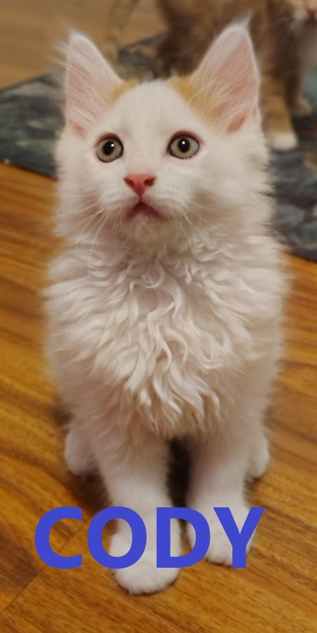 SMUDGE SWEETEST BABY GIRL - Domestic Medium Hair available for adoption