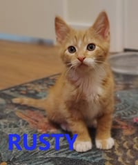 Smudge sweetest baby girl - Photo 4