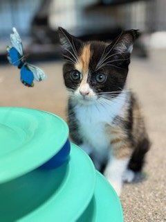 SPICE GIRLS LITTER:  BABY SPICE