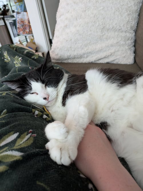 SAUVIE #1936 - OFFERED BY OWNER - FRIENDLY GAL - Domestic Medium Hair available for adoption