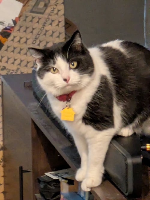 SAUVIE #1936 - OFFERED BY OWNER - FRIENDLY GAL - Domestic Medium Hair available for adoption