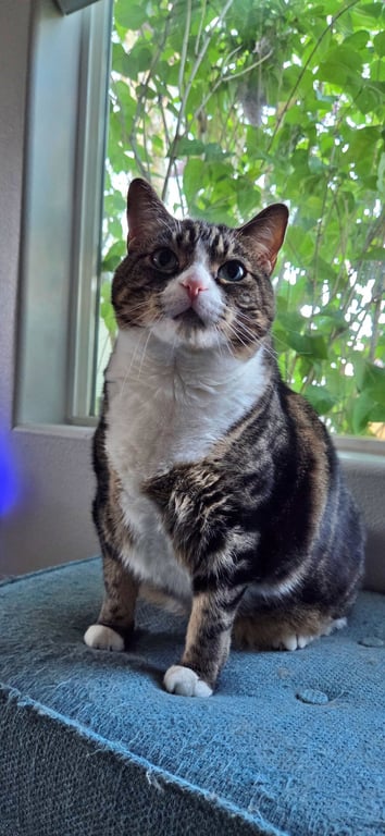 JACK #1883 - Offered by Owner - Family Cat Image
