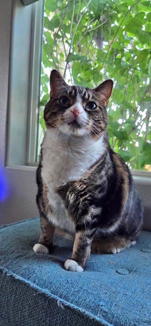 JACK #1883 - OFFERED BY OWNER - FAMILY CAT - Domestic Short Hair / Tabby available for adoption
