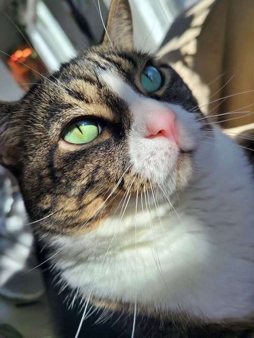 JACK #1883 - OFFERED BY OWNER - FAMILY CAT - Domestic Short Hair / Tabby available for adoption