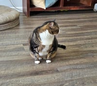 JACK #1883 - Offered by Owner - Family Cat - Photo 3