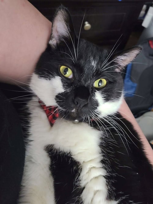 TYRION #1887 - OFFERED BY OWNER - Domestic Medium Hair available for adoption