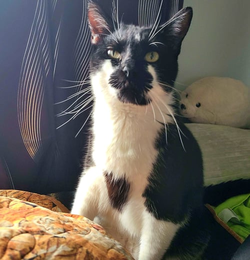 TYRION #1887 - OFFERED BY OWNER - Domestic Medium Hair available for adoption