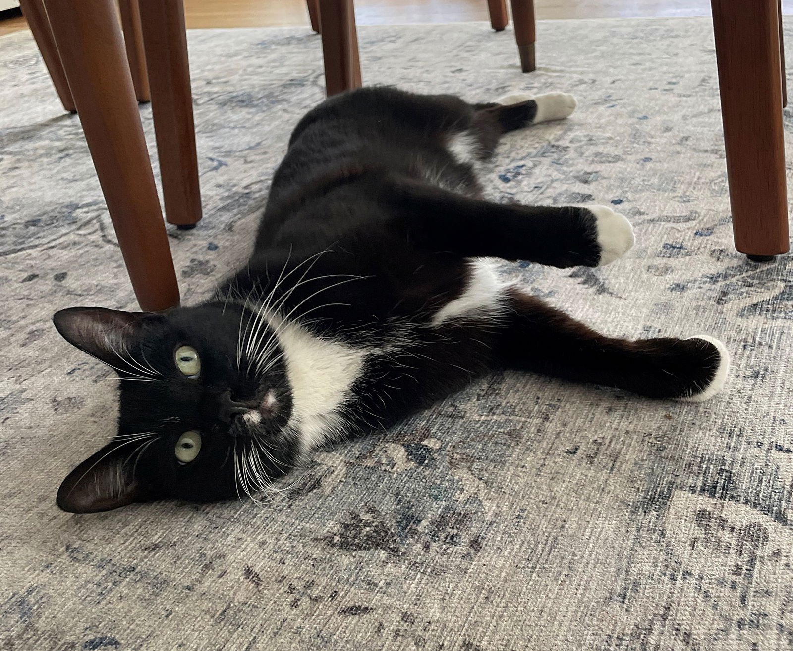 LUPINE #1826 _ OFFERED BY OWNER - FRIENDLY IN/OUT - Bombay / Siamese for adoption in Portland