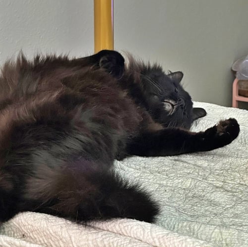 PAPA #1989 - OFFERED BY OWNER - LONG HAIRED SENIOR - Norwegian Forest Cat available for adoption