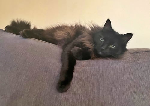 PAPA #1989 - OFFERED BY OWNER - LONG HAIRED SENIOR - Norwegian Forest Cat available for adoption