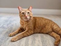 Bonded Pair Dusty & Killian - Offered by Owner - Photo 2