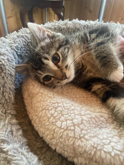 JAX - Domestic Medium Hair / Tabby available for adoption