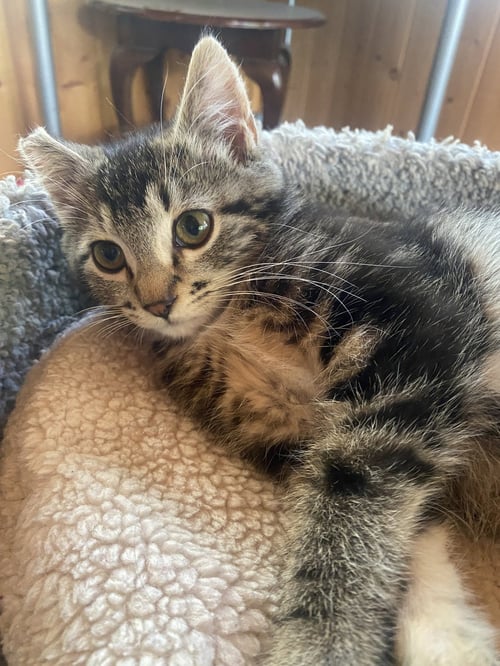 JAX - Domestic Medium Hair / Tabby available for adoption