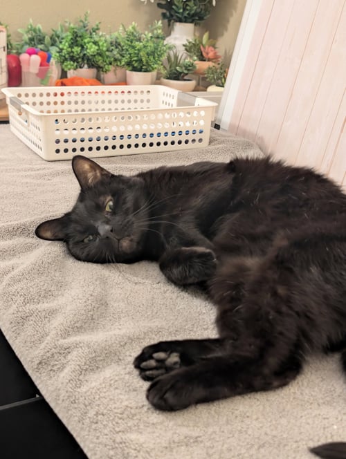 ZIGGY - Domestic Short Hair / Bombay available for adoption