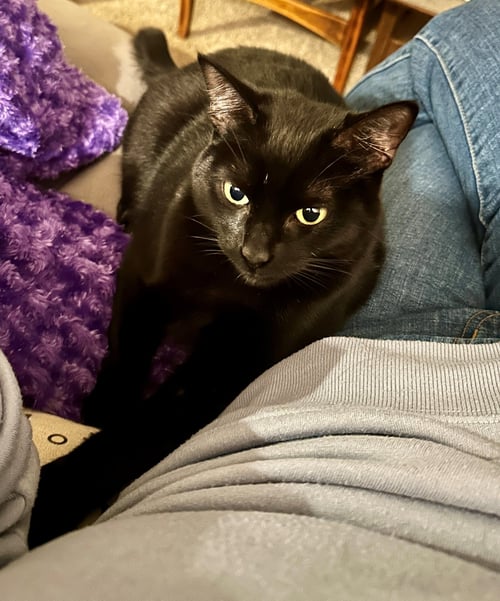 ROSIE #1883A - OFFERED BY OWNER - GOOD W/DOGS - Domestic Short Hair available for adoption