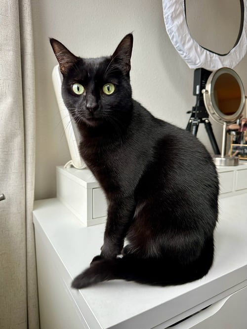 ROSIE #1883A - OFFERED BY OWNER - GOOD W/DOGS - Domestic Short Hair available for adoption