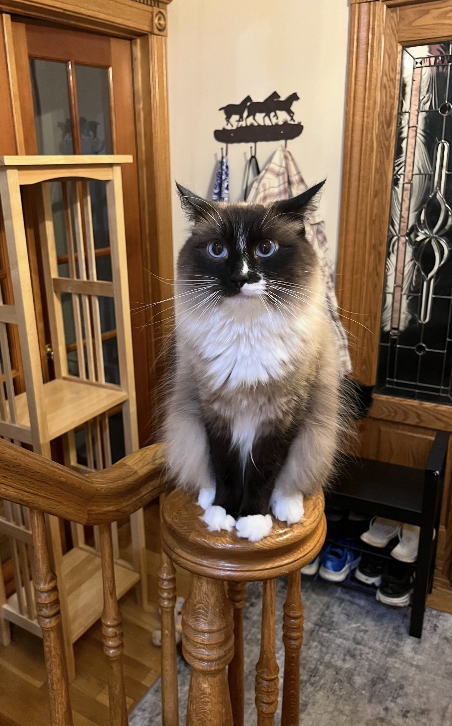 LOTUS #1762 - OFFERED BY OWNER - SIAMESE - Siamese / Domestic Long Hair available for adoption