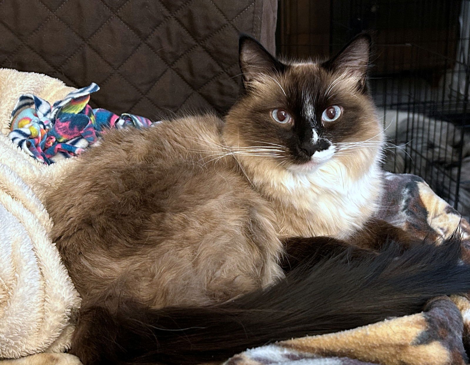 LOTUS #1762 - Offered by Owner - Siamese - Photo 3