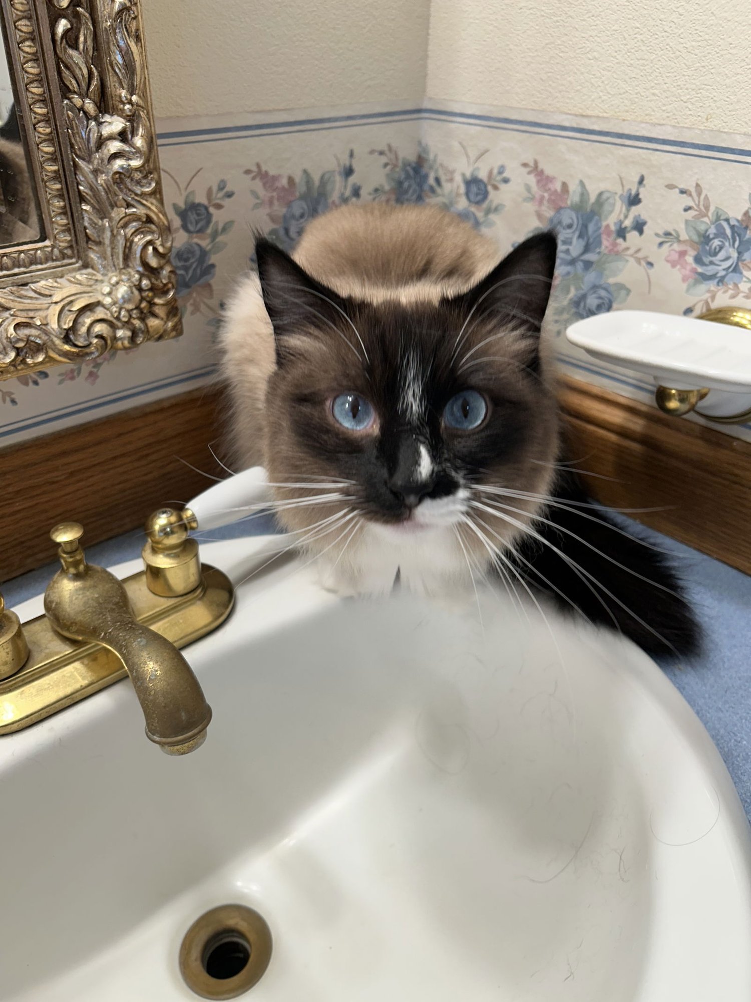 LOTUS #1762 - Offered by Owner - Siamese - Photo 4