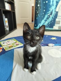 TUX - The Dashing Little Socialite! - Photo 1
