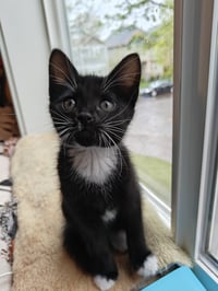 TUX - The Dashing Little Socialite! - Photo 2